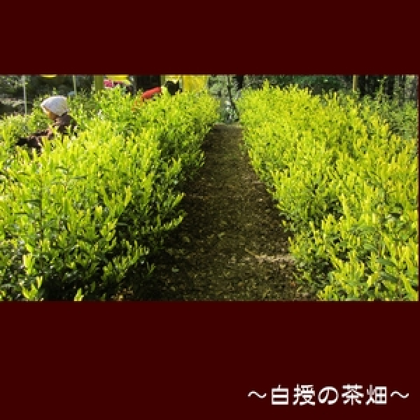 Matcha Hakuju 20g