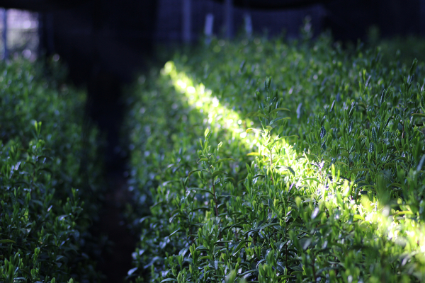 Teaplants of the family Nakanishi - matchashop